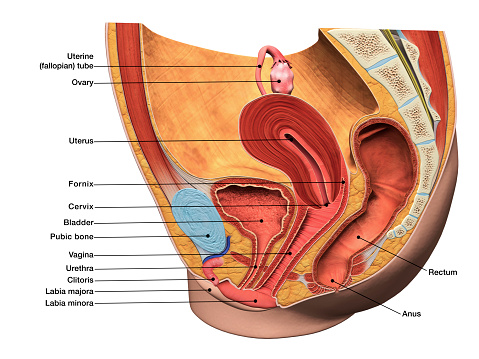 3D computer graphic sagittal section of female reproductive system with labels.