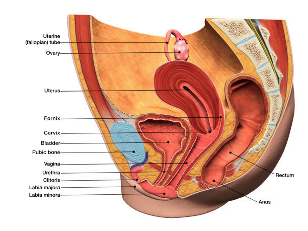 Labeled 3D Diagram of Female Reproductive System in Sagittal Section 3D computer graphic sagittal section of female reproductive system with labels. rectum stock pictures, royalty-free photos & images