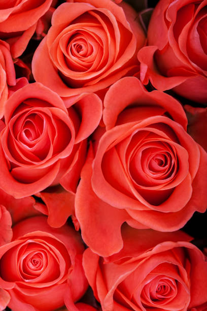 istock Red natural roses background close up 907862808