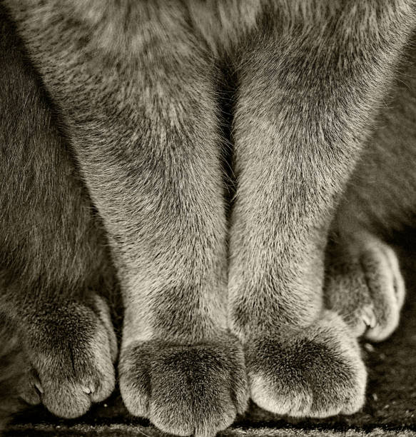Cat paw close-up