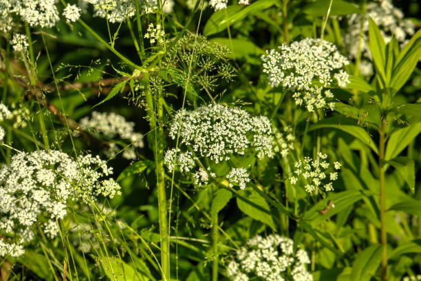 istock Goutweed. Field flower. 907864808