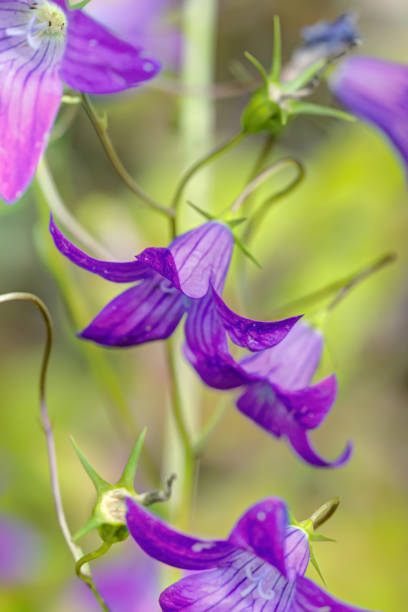 istock Campanula patula. Field flower. 907865376