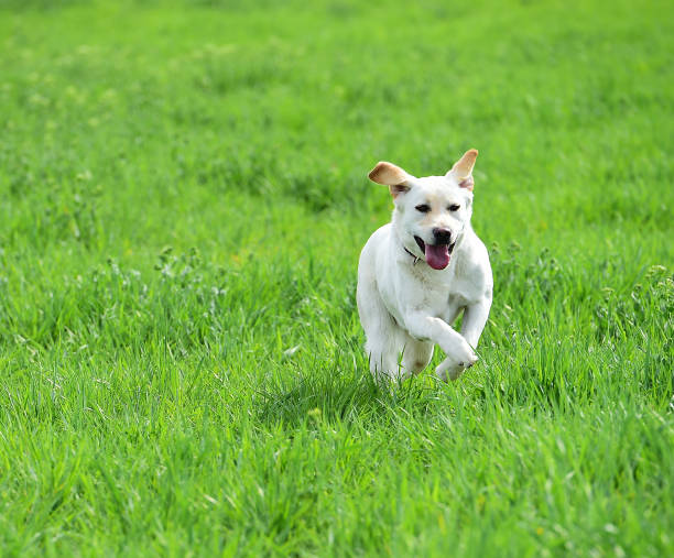 istock Dog in green countryside 907866092