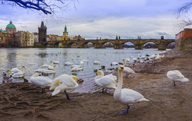 istock View on Charles bridge and swans on Vltava river in Prague 907866884