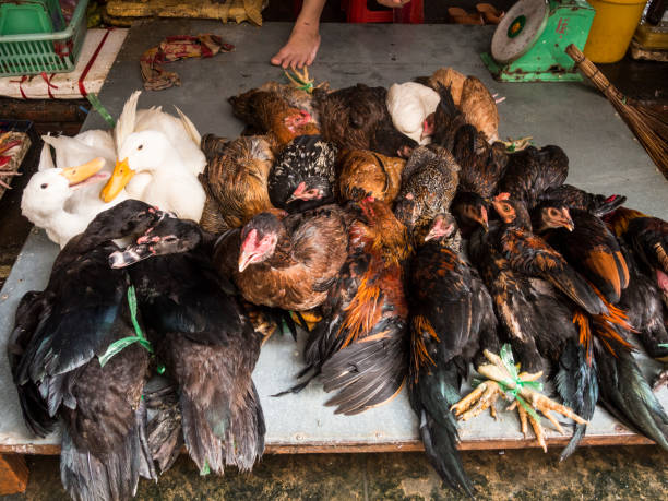 Live birds for selling in the market