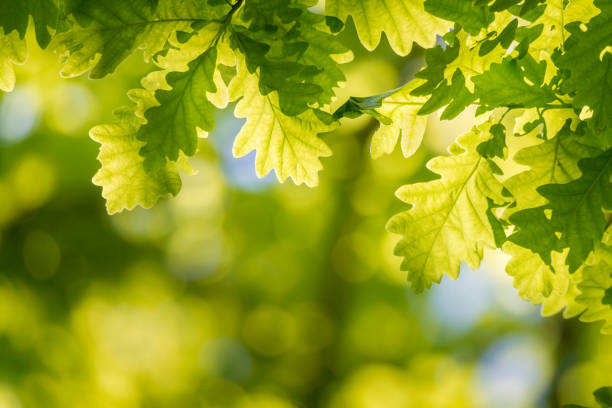 rama liści dębu - spring oak tree leaf oak leaf zdjęcia i obrazy z banku zdjęć