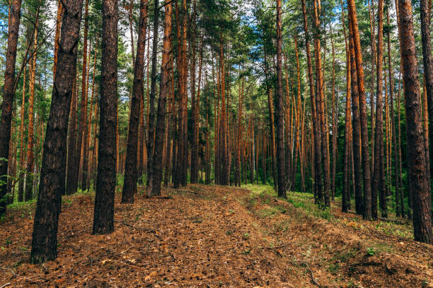 istock Dirt road in pine wood. 907870232