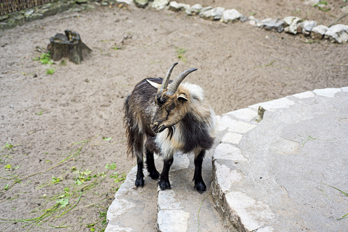 Mountain goat on stones. Abstract animal photo.