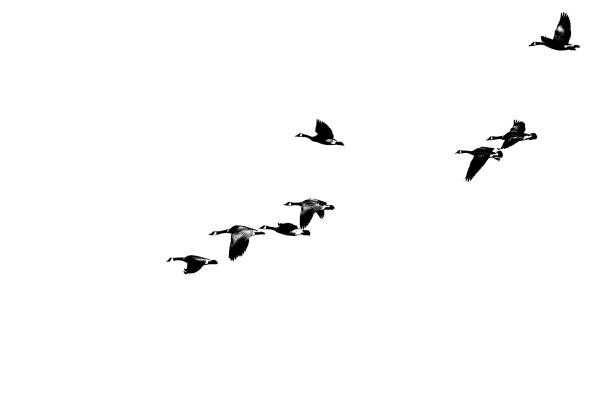 Flock of Canada Geese Silhouetted on a White Background