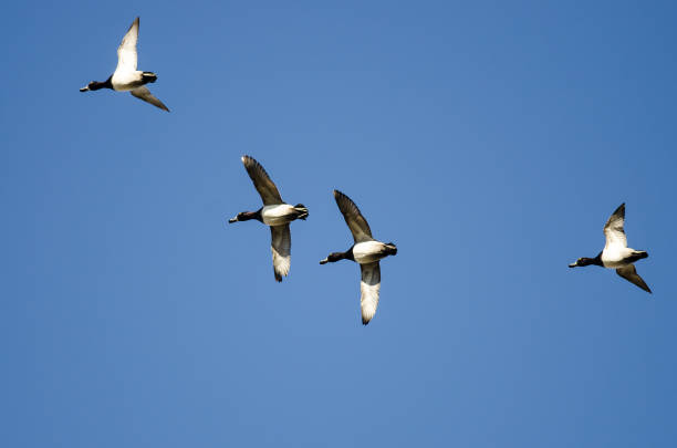 istock Four Ring-Necked Ducks Flying in a Blue Sky 907872018