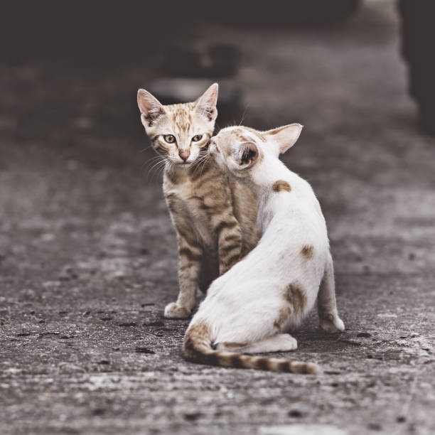 istock Two cats in a very complicated relationship. Two domestic cats 907872044