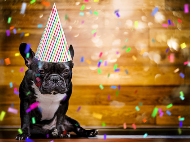 Adorable golden retriever wearing party hat having birthday, sitting on the floor isolated on blue studio background wall, vertical portrait. Cute pet dog enjoying festive occasion celebrating holiday