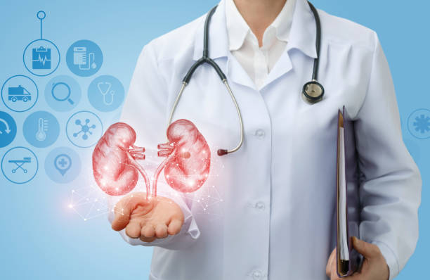 istock Doctor urologist shows kidneys . 907874366