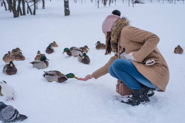 istock Girl feeds ducks in winter on snow 907875168