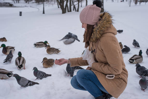 istock Girl feeds ducks in winter on snow 907875234