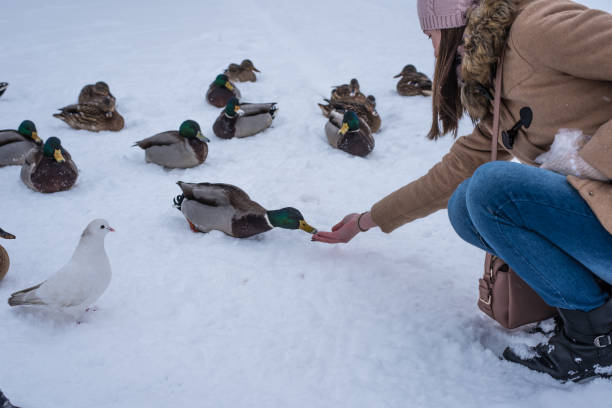 istock Girl feeds ducks in winter on snow 907875332