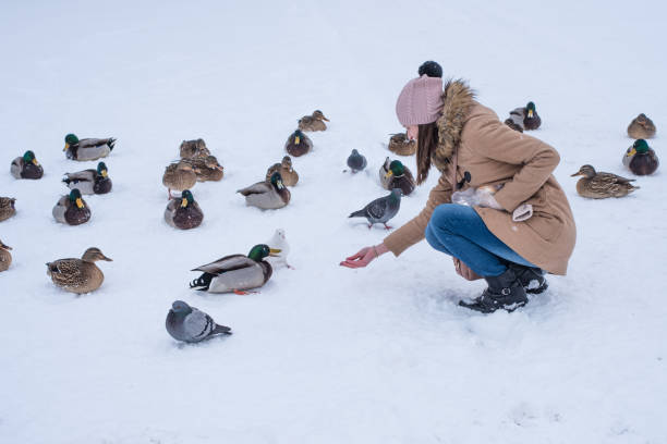 istock Girl feeds ducks in winter on snow 907875350