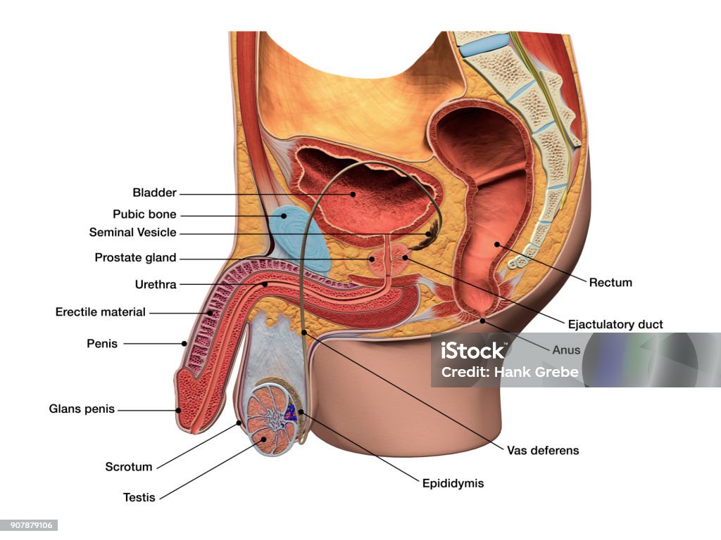 Male Reproductive System In Sagittal Section Labeled 3d Diagram Of Stock  Photo - Download Image Now - iStock