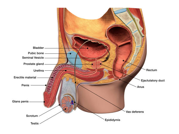 Male Reproductive System in Sagittal Section Labeled 3D Diagram of stock photo