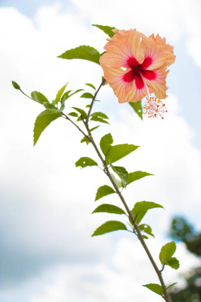 istock Pink African Hibiscus Flower 907879420