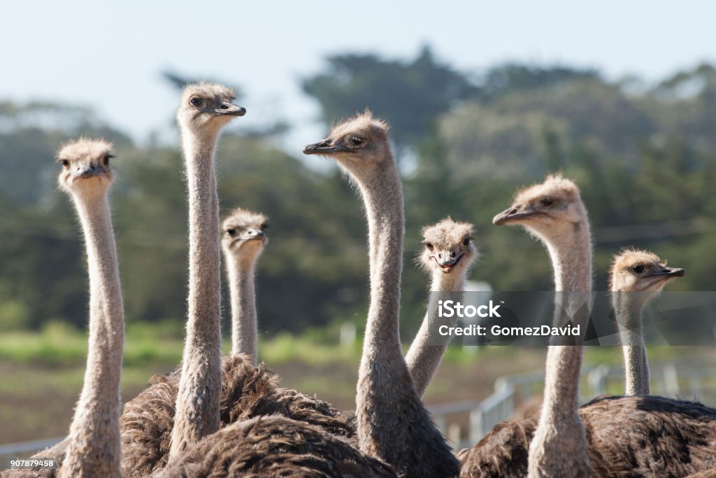 Close-up of a Ostrich Flock Ostrich (Struthio camelus) flock standing in a ranch pen.

 Ostrich Stock Photo
