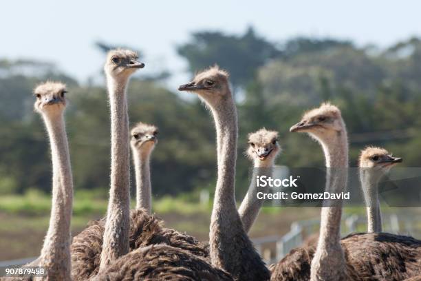 Closeup Of A Ostrich Flock Stock Photo - Download Image Now - Ostrich, Flock Of Birds, USA