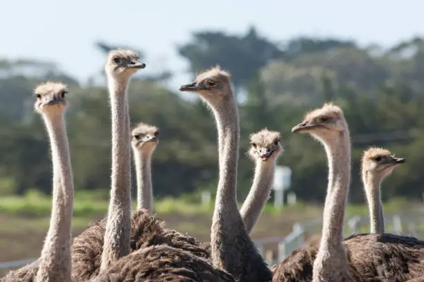 Ostrich (Struthio camelus) flock standing in a ranch pen.

