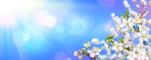 istock Spring Blooming - Sunlight On Almond Blooms 907882764