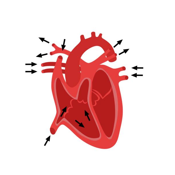 ilustraciones, imágenes clip art, dibujos animados e iconos de stock de diagrama anatómico de la anatomía de la estructura del corazón - pumping blood illustrations