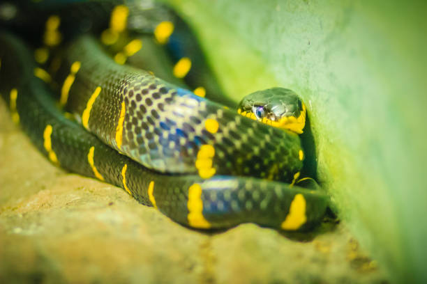 Scary Boiga dendrophila, commonly called the mangrove snake or gold-ringed cat snake, is a species of rear-fanged colubrid from southeast Asia. Scary Boiga dendrophila, commonly called the mangrove snake or gold-ringed cat snake, is a species of rear-fanged colubrid from southeast Asia. fanged stock pictures, royalty-free photos & images