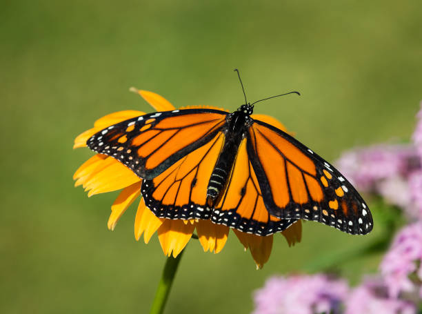 istock Newly emerged Monarch butterfly on coneflower 907888426