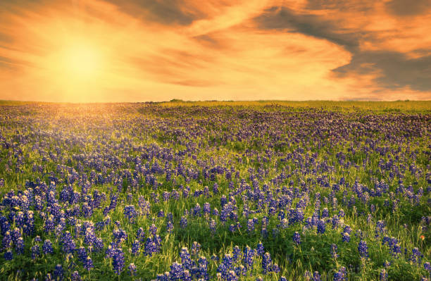 Texas Bluebonnet field at sunset Texas Bluebonnet field blooming in the spring at sunset texas bluebonnet stock pictures, royalty-free photos & images