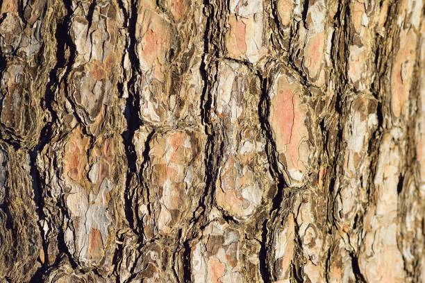 macro texture du vieux tronc d’arbre en bois - bark elm tree oak tree wood photos et images de collection