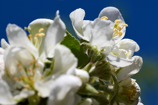 Beautiful flowers of the blossoming apple tree in the spring time