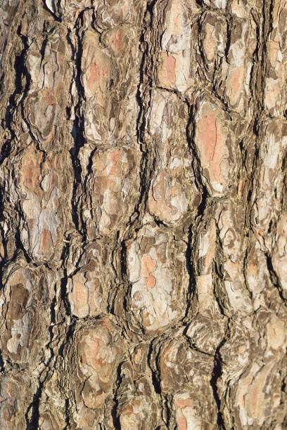 macro texture du vieux tronc d’arbre en bois - bark elm tree oak tree wood photos et images de collection