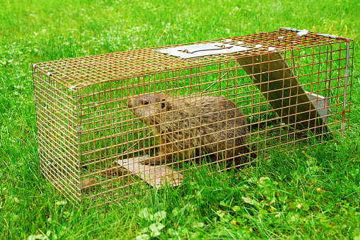 A groundhog in a trap. Fitting punishment for eating my garden.