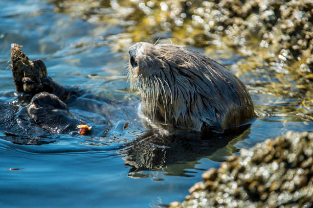 istock Close-up of Sea Otter Eating Shellfish 907890918