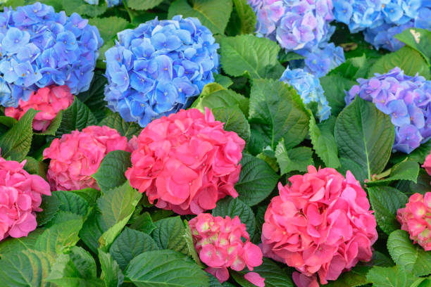 istock pink and blue Hydrangea flower in a garden 907898832