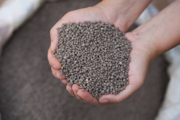 istock 18-46-0 , Diammonium phosphate (DAP) fertilizers in farmer hand . 907899230