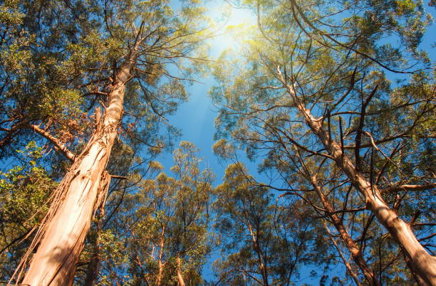 istock Low Angle View Of Trees In Forest Against Blue Sky 907905254
