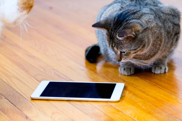 istock Two Cute Tabby Cats Playing A Game On A Tablet. 907905698