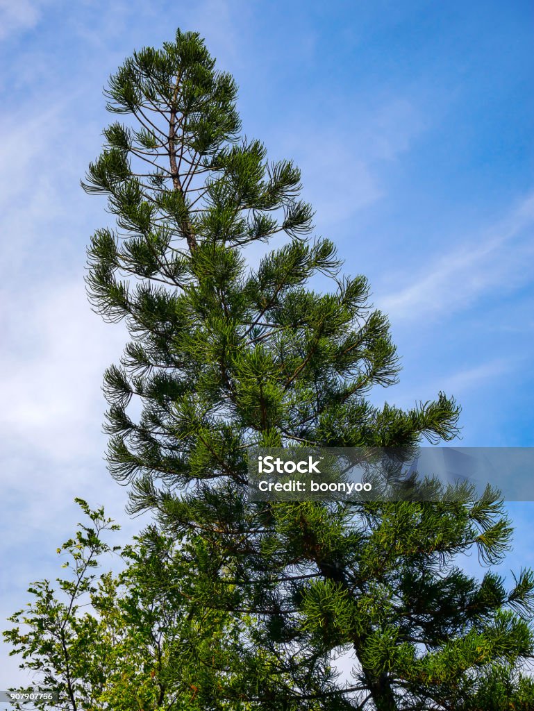 pine trees Pine trees are perennials. Beautiful shape. Environment Stock Photo