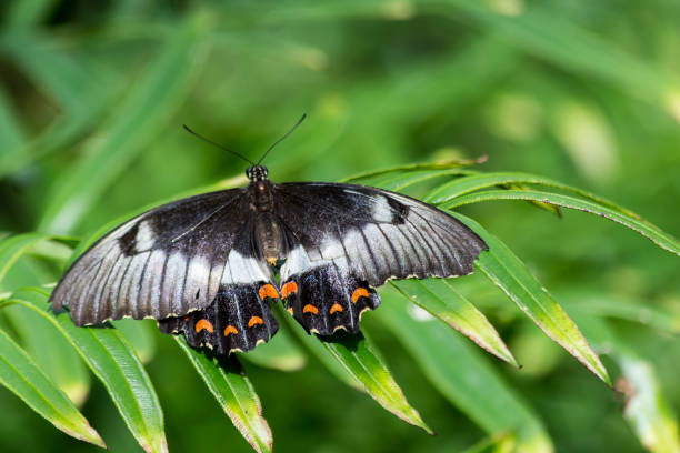 orange, white and black butterfly sitting on a leaf