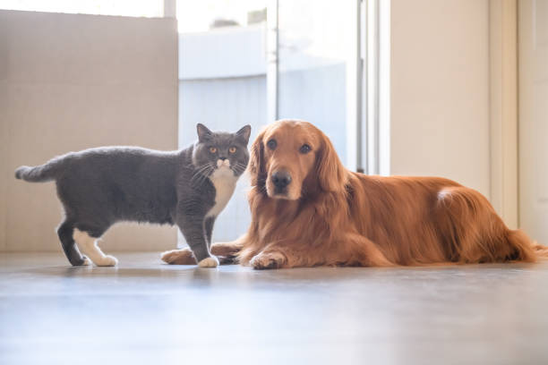 istock Golden Retriever and Cat 907910220