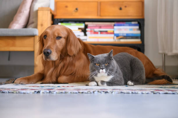 istock Golden Retriever and Cat 907910228