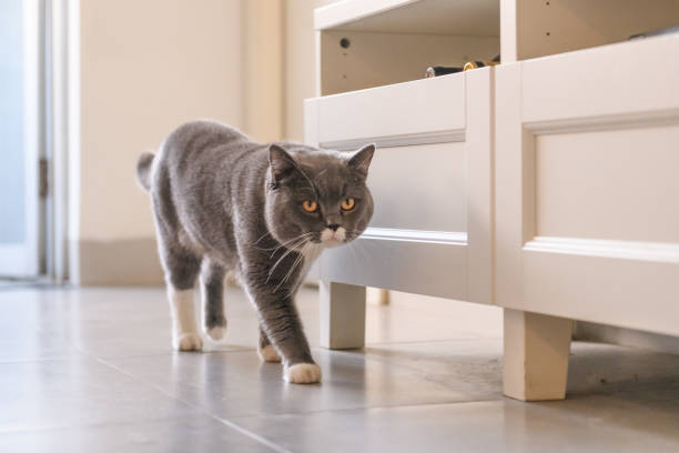 istock Gray British shorthair cats, indoors 907910244