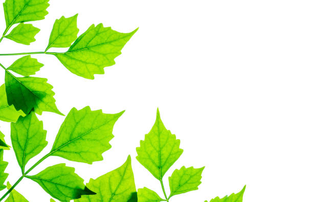 istock Closeup fresh green leaves isolated on white background with copy space 907910318