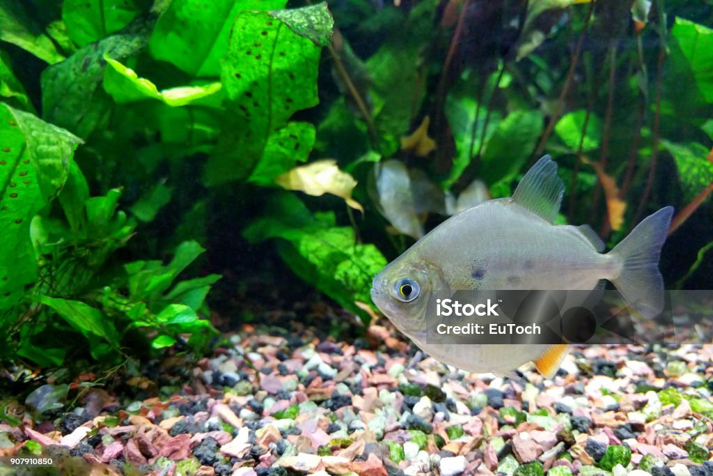 Spotted Silver Dollar Fish Silver Dollar fish (Metynnis lippincottianus) swimming in freshwater tropical densely planted aquarium Algae Stock Photo