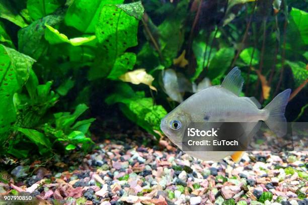 Spotted Silver Dollar Fish Stock Photo - Download Image Now - Algae, Animal, Animal Body Part