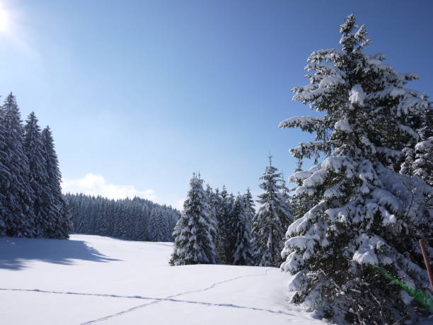 istock beautiful snowy landscape forest 907911118